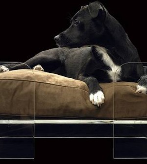 Cama para mascota