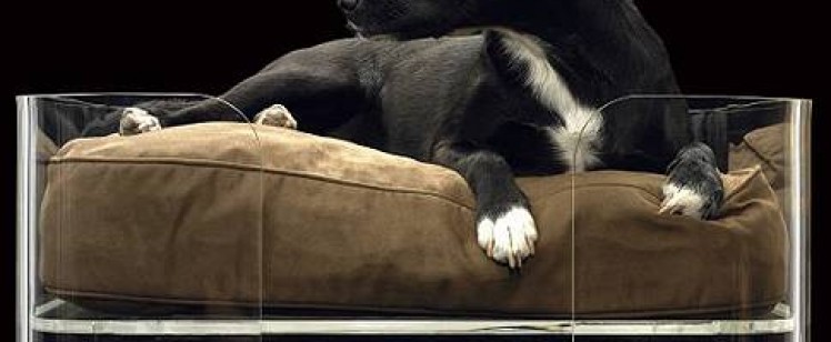 Cama para mascota